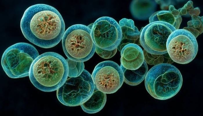 Mysterious new Cyclospora outbreak sickens 72, but source not linked to lettuce