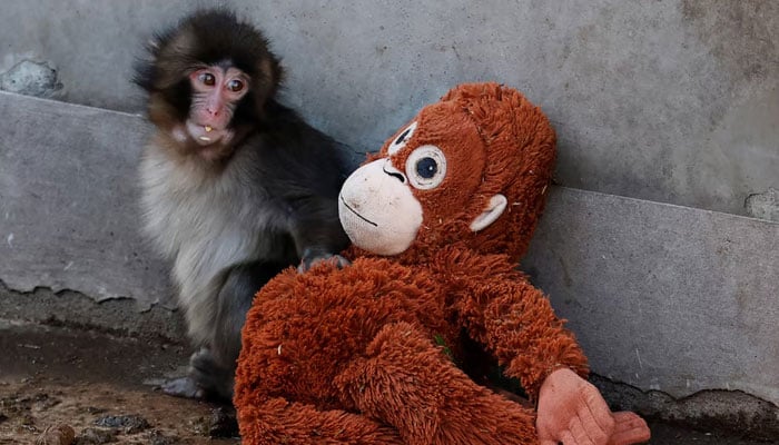 A baby Japanese macaque named Punch sits next to a stuffed orangutan at Ichikawa City Zoo, in Ichikawa, Chiba Prefecture, Japan, February 19, 2026. — Reuters