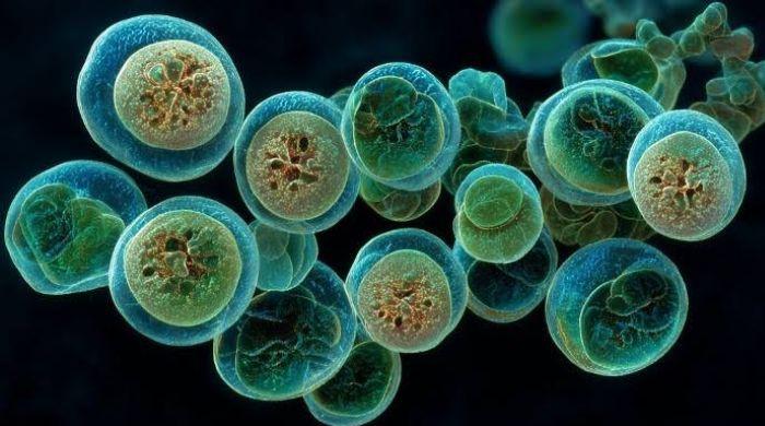 Mysterious new Cyclospora outbreak sickens 72, but source not linked to lettuce 