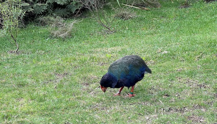 New Zealands endangered bird, the Takahe, at the Zealandia Wildlife Sanctuary, in Wellington, New Zealand. — Reuters