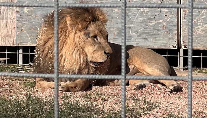 Picture shows a lion in the cage. — Reuters/File.