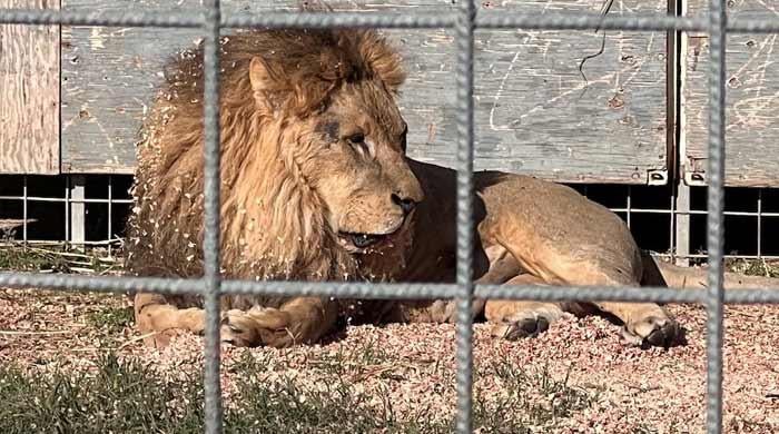 Suspected heatstroke kills three lions at Japan zoo
