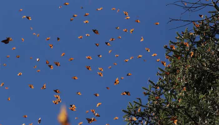 Butterflies fly at the Sierra Chincua butterfly sanctuary in Angangeo, Michoacan state, Mexico.— Reuters