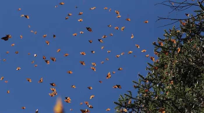 Butterflies seek new habitats as climate changes: study