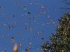 Butterflies seek new habitats as climate changes: study