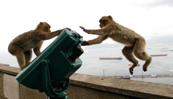 Monkeys play on the top of the Rock of Gibraltar overlooking the colony — Reuters/File