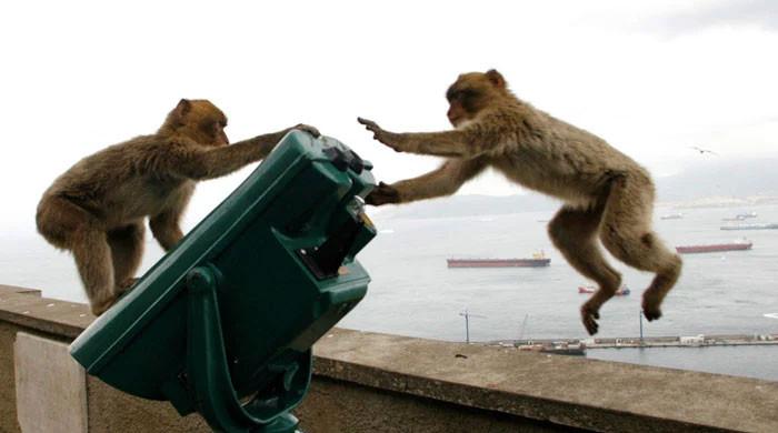 Indonesia traps monkey to end rampage that wounded 18 people