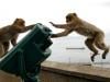 Indonesia traps monkey to end rampage that wounded 18 people