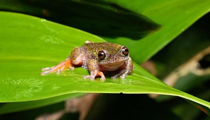 View of a Rana de las nacientes (Isthmohyla nacientes), a newly discovered frog species, in San Jose, Costa Rica, on August 6, 2026. — AFP