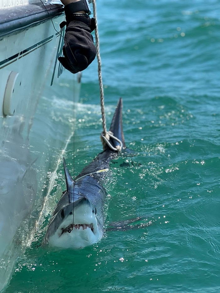 A mako shark temporarily caught by researchers alongside a boat off the coast of Long Island, New York, US, in this photograph taken on June 19, 2024, and released on August 4, 2026. — Reuters