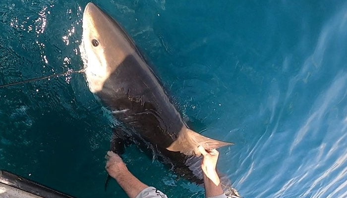 Researcher Aaron Carlisle grasps a white shark alongside a boat off the coast of Delaware, US, in this photograph taken on May 5, 2025, and released on August 4, 2026. — Reuters