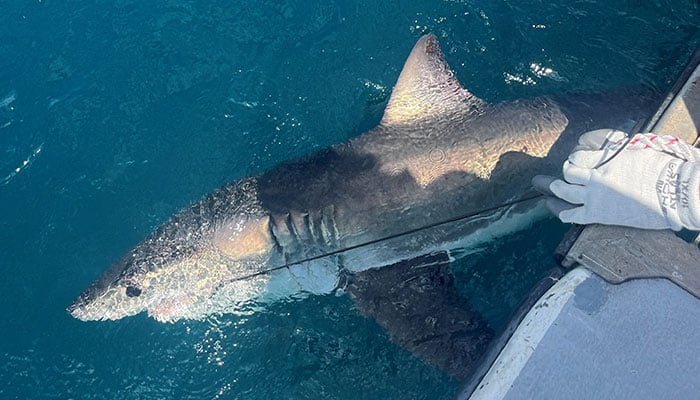 Researcher Aaron Carlisle works to place a tag on a white shark alongside a boat off the coast of Delaware, US, in this photograph taken on May 5, 2025, and released on August 4, 2026. — Reuters