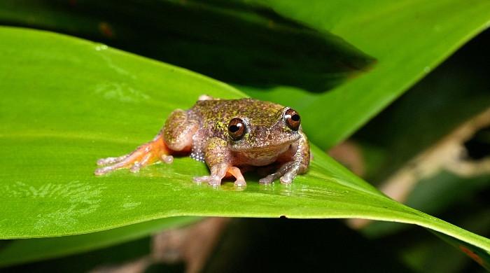 Nocturnal 'coffee frog' discovered in Costa Rica