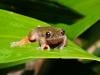 Nocturnal 'coffee frog' discovered in Costa Rica