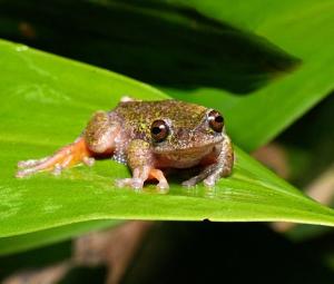 Nocturnal 'coffee frog' discovered in Costa Rica