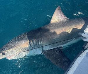 Scientists turn to sharks to improve hurricane predictions