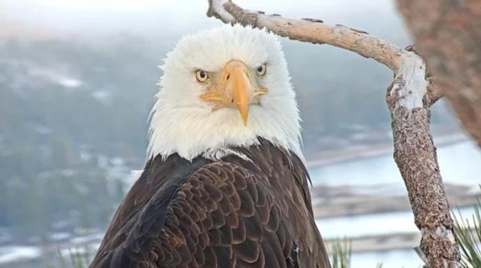 Will Big Bear's eagle Jackie pull through after 'difficult' day? vets race to save her
