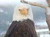 Will Big Bear's eagle Jackie pull through after 'difficult' day? vets race to save her