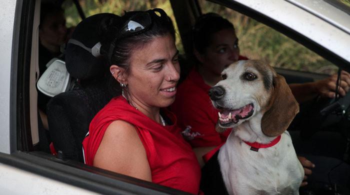 Dogs can distinguish between emotions in a human face, shows study