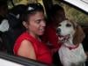 Dogs can distinguish between emotions in a human face, shows study