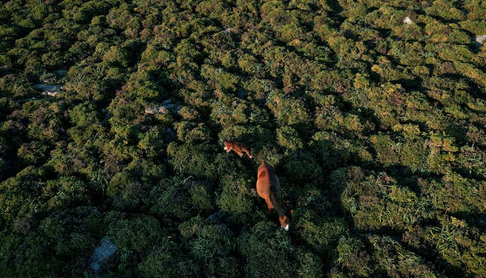 A drone view shows a wild horse and her foal feeding on spiny gorses in the Serra da Groba, near Baiona, Galicia, Spain, May 24, 2024. — Reuters
