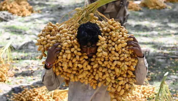 A date labourer picks bunches of dates from palms that line the Khairpur district in Sindh. — AFP