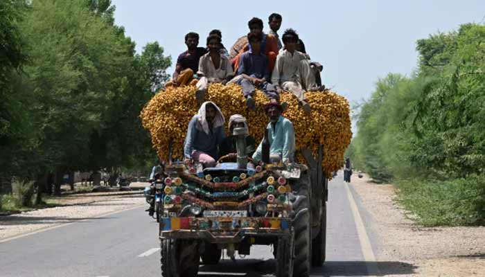 A tractor full of dates moves through the date harvest in Sindhs Khairpur. — AFP