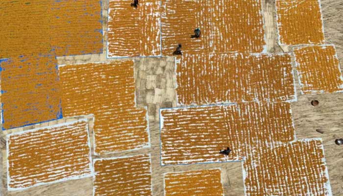 Workers spread dates on the ground to dry them in the Khairpur district of Sindh. — AFP