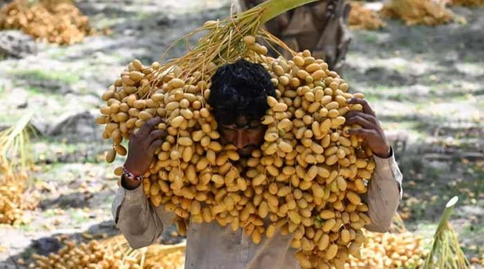 Sindh's date workers toil through rising heat