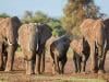 Kenya arrests four after 18 elephants die in mysterious poisoning case