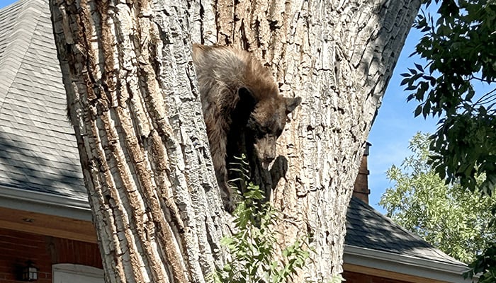 A bear stands on a tree in a residential area in Denver, Colorado, US, August 23, 2026. — Reuters