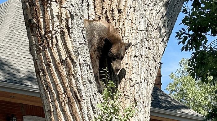Bearmageddon?: Hungry bears wander into US West homes, shops in record numbers