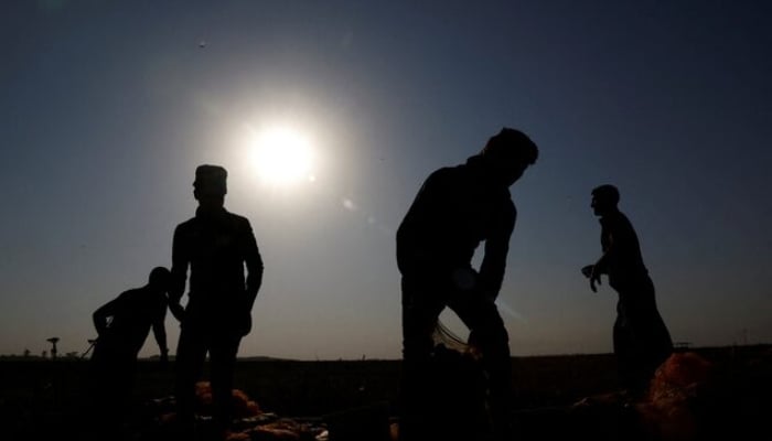 Iraqi workers harvest potato crops, damaged by a heatwave and environmental and climatic changes, in Mosul, Iraq, July 15, 2023. — Reuters