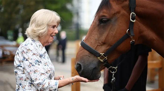 Queen Camilla meets royal pony now helping Brixton's children learn to ride