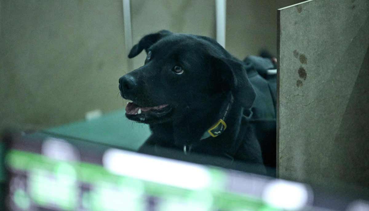 A dog during a cancer detection test inside a laboratory at the Dognosis facility in Kempohalli village on the outskirts of Bengaluru.— AFP