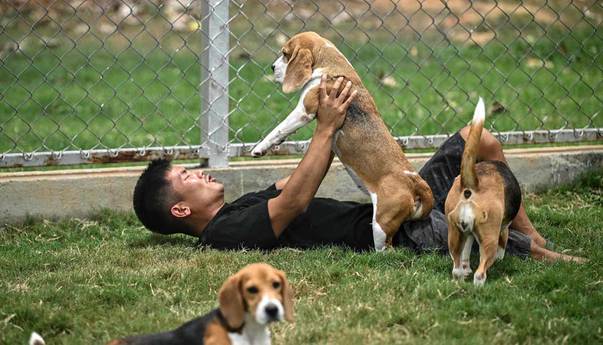 A dog handler playing with beagles inside a kennel at the Dognosis facility in Kempohalli village on the outskirts of Bengaluru. — AFP