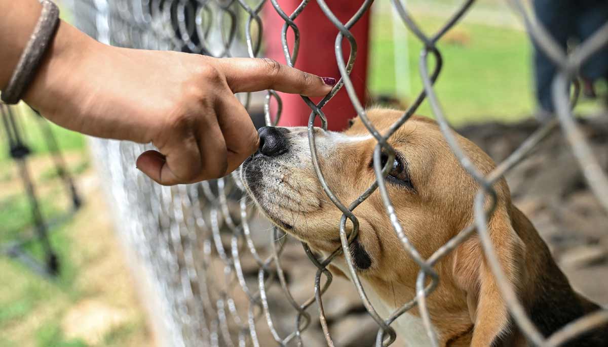 A visitor interacting with a beagle inside a kennel at the Dognosis facility in Kempohalli village on the outskirts of Bengaluru.