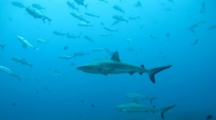 Pakistan unveils first 10-year national shark conservation plan