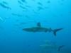 Pakistan unveils first 10-year national shark conservation plan