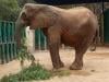 Karachi Safari Park's female elephant Madhubala's health deteriorates